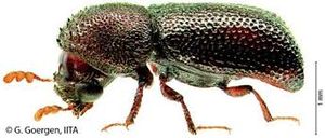 uploads/images/pest/groundnut borer.jpg